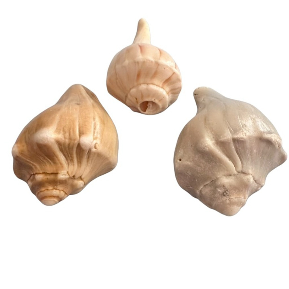 Natural Conch Shells, Set of 3, each 4.25-4.5" long - Picture 1 of 4